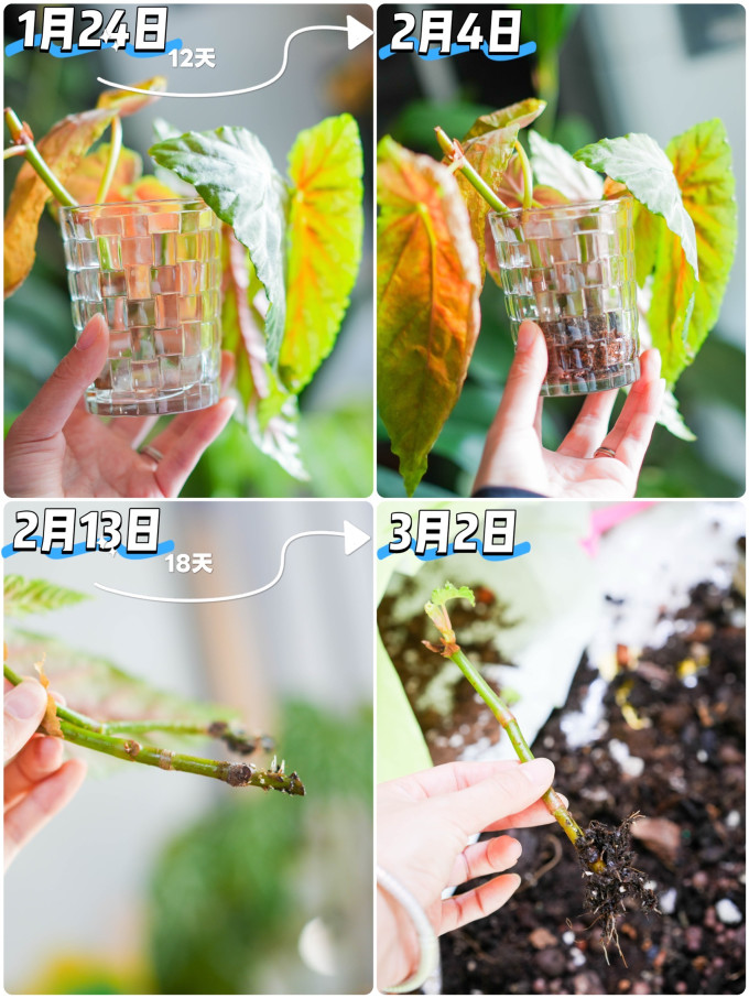 鲜花速递