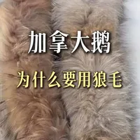 加拿大鹅为什么要用狼毛