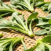 三月必吃面条菜，润肠降火强免疫，蒸一蒸当饭又当菜