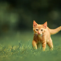 挑食猫不吃高肉干？真相是适口性比成分更重要