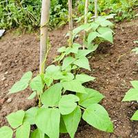 菜园种植禁忌：5组“冤家”蔬菜混种危害及科学搭配指南