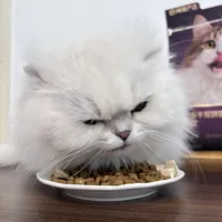 网易严选猫粮新旧对比，如何选择？