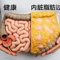内脏脂肪超标危害与科学减脂指南