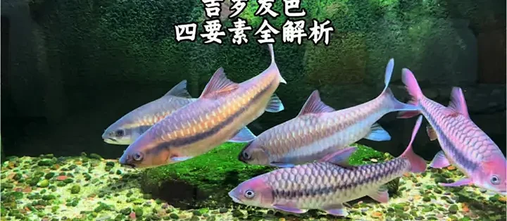《吉罗发色四要素全解析;水质/环境/喂食/灯光黄金配比》_水族_什么值得买