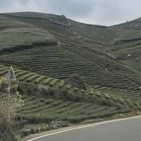 影响龙井茶品质的几个关键因素；喝懂龙井