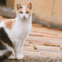 猫粮什么牌子好价格实惠？315认证国产十大放心猫粮品牌排行榜