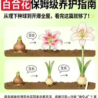 新手必看❗️百合种球保姆级养护指南🌿