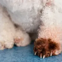 犬科：真菌性皮肤病