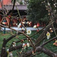 杭州·过新年｜马年带娃西湖赏梅就住这里‼️