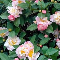 湖北一位阿姨，1500买茶花“地栽开爆成花瀑布”，网友：咋养的？