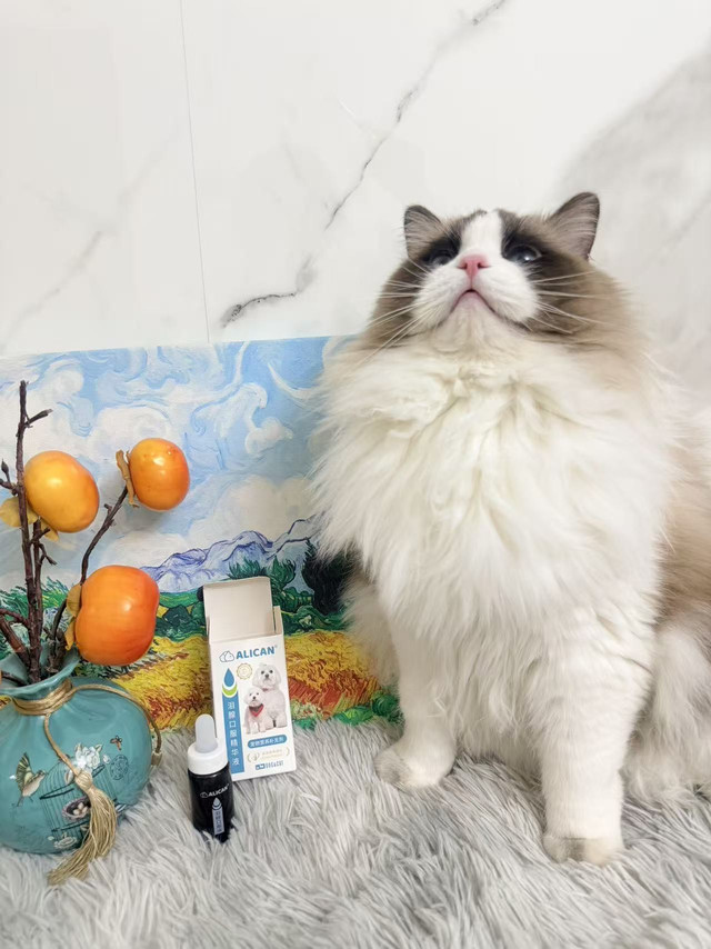 2026宠物眼角有泪痕怎么去除泪痕液品牌推荐