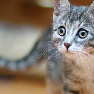 求推荐好的主食猫罐头？2026年3月猫罐头十大国产品牌测评推荐！