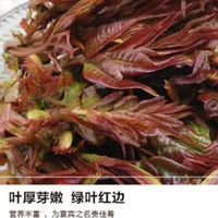 春日尝鲜首选香椿芽
