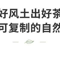 我的春日特饮｜顶青湖高山凤凰单枞蜜兰香