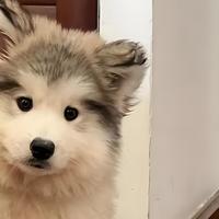 性价比高的狗粮品牌有哪些？高性价比狗粮品牌及排名汇总