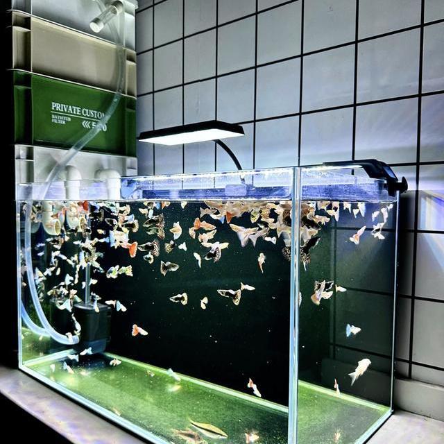 新手养鱼全攻略：从开缸到维护的标准化流程