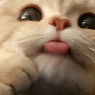 猫咪挑食愁死人？这些猫粮专治各种不爱吃！