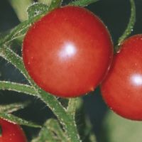 【🌸舌尖上的春天！这5道神仙美食承包整个季节的幸福感💖】