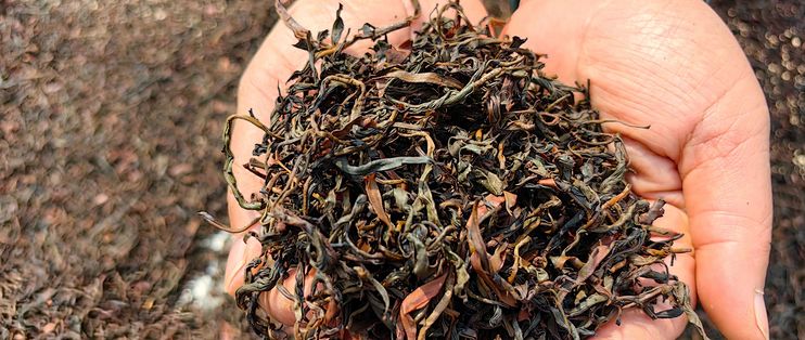 生态茶 古树茶