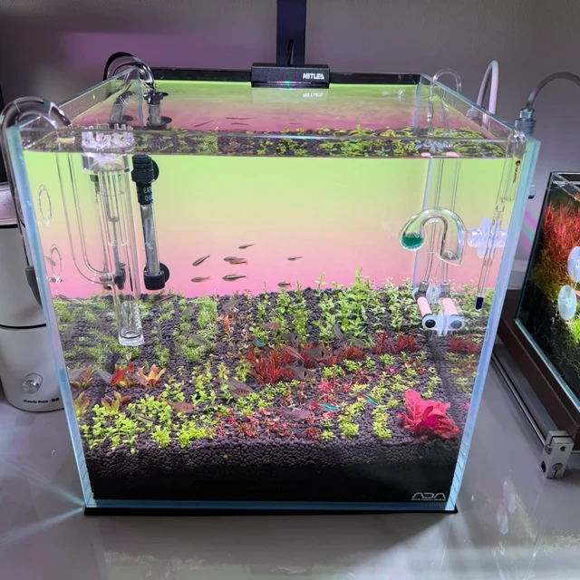 新手必看：30天养出不发黄、不长藻的健康水草缸