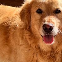 宠物空气净化器吸猫毛哪个牌子好？2026年十大排名揭秘，人宠安心