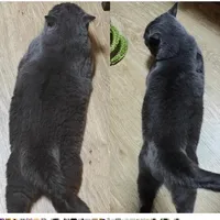 扒烂了，这可能是目前最卷的减肥猫粮配方…