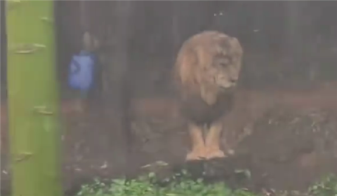 长隆动物园一狮子忧郁淋雨走红：一动不动在雨中犹如雕像