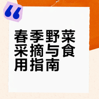 春季野菜采摘与食用指南