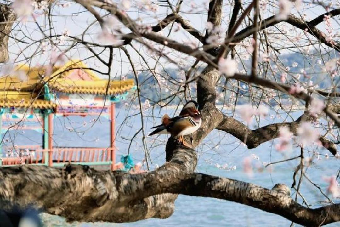 颐和园西堤桃花如约绽放，附最佳机位与避堵赏花攻略
