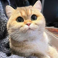 国产高端猫粮已全面对标进口，但选错反而伤猫