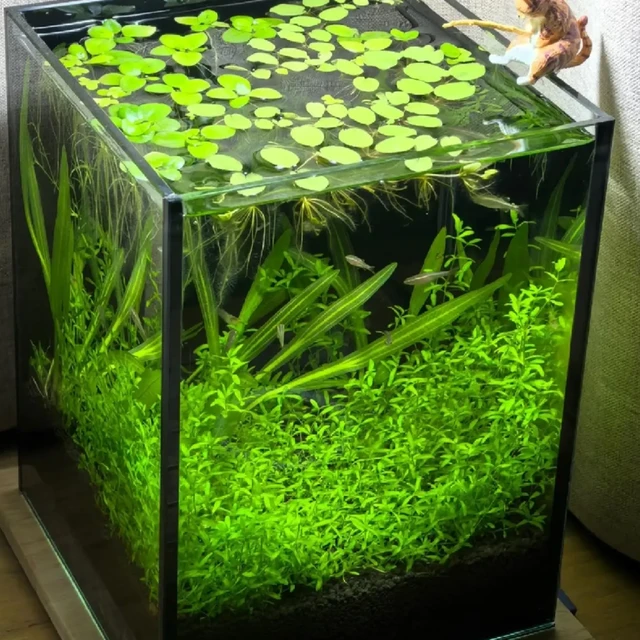 零CO₂水草缸不是新手福音，而是高阶玩家的隐形门槛