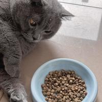 你家猫不是挑食，是根本闻都不闻那碗粮——三款真能喂出食欲的猫粮，但肠胃弱的猫吃不了其中一款