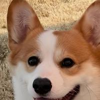 狗狗不爱吃狗粮挑食咋办？挑食狗狗选什么狗粮比较好？