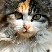 关爱流浪猫！高性价比救助猫粮红榜推荐！