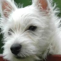 狗狗泌尿不好？吃什么狗粮能保护泌尿系统？