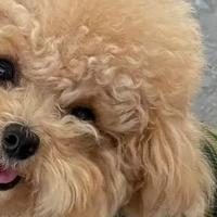 2026 狗粮怎么选？什么牌子的狗粮好？高性价比狗粮大盘点！