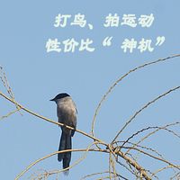 这台2014年的相机，在2026年依然是打鸟拍运动题材的神机!