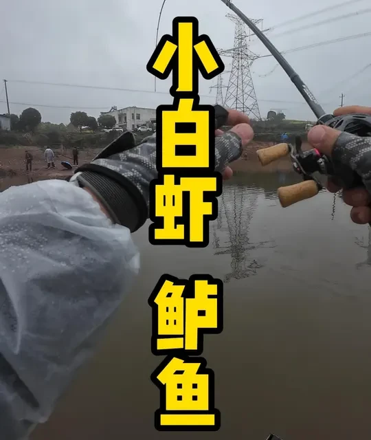 依旧小白虾，依旧盘老板