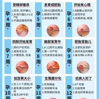孕期40周全攻略：分阶段护理与产检时间表