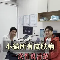 小猫皮肤病一次性说完