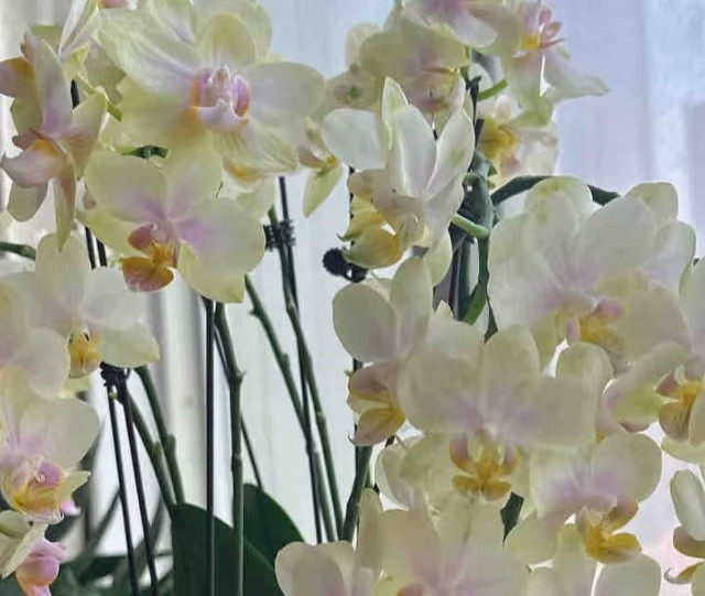 上海一小女子，蝴蝶兰花期长的“不靠谱”，1年开不停：超级劳模