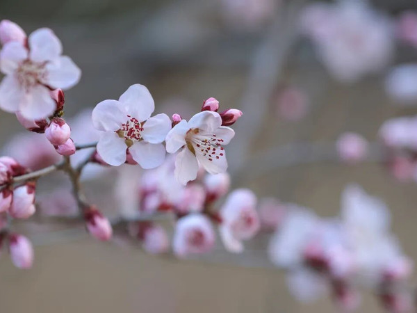 北京山桃天花板‼️十里堡花溪直出封神春日大片🌸