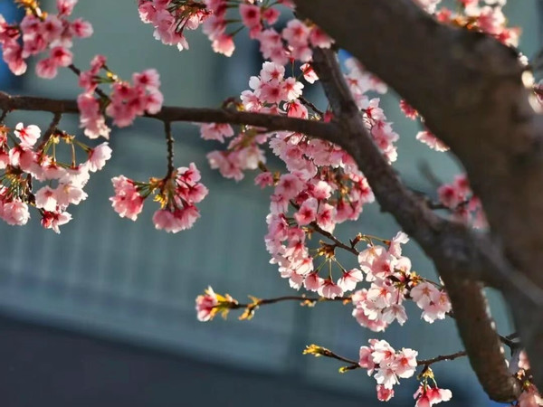 上海奉浦赏花封神🌸樱花大道 + 白玉兰仙境直出春日大片