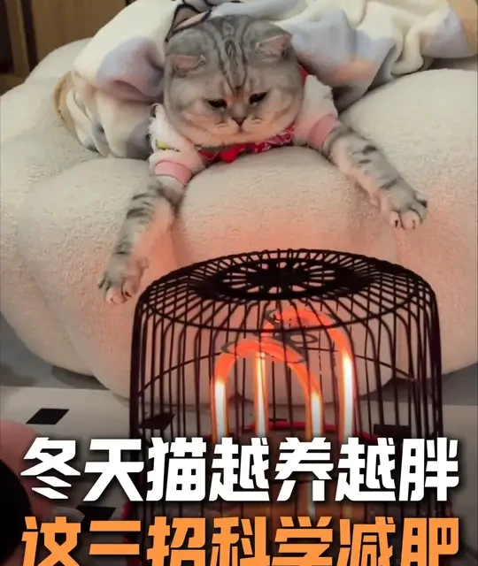 猫咪冬季科学控重指南：三招实现健康瘦身