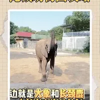淹城野生动物园亲子游玩攻略：路线规划与实用贴士