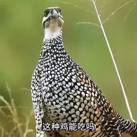 26种罕见鸡类科普：保护级别与食用指南