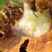 蜂王浆哪个牌子好又便宜、盘点十款优质好浆？快看你吃过吗？