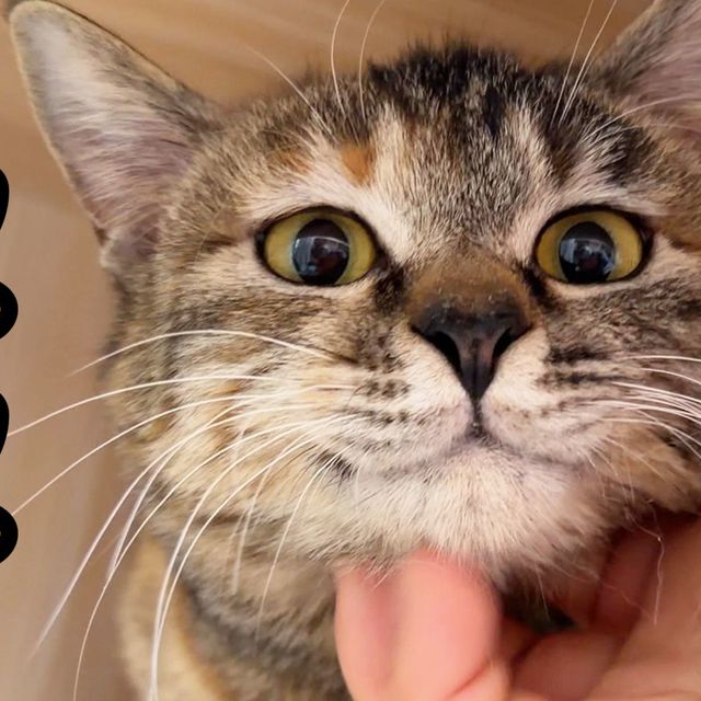 这猫要长在我身上了！