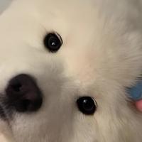 幼犬狗粮怎么选？适合幼犬的优质狗粮品牌