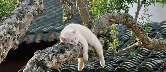 夏天出门，到底要不要给宠物留空调？